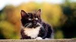 White, kitten, black, cute, animals, wallpapers, gallery, desktop (#