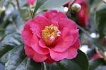 File:<b>Camellia</b> japonica flower