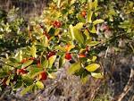 File:<b>Ilex vomitoria</b>.jpg