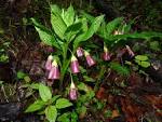 Latin name: <b>Scopolia</b>
