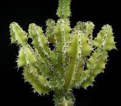 Image result for Euphorbia magnicapsula