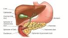 called <b>Sphincter</b> of <b>Oddi</b>