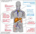 L'étude du <b>système immunitaire</b>