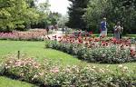 Roses for New England: A Guide to Sustainable Rose Gardening | The ...