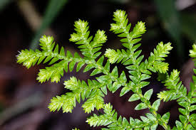 Image result for Selaginella goudotiana