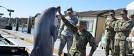 r-MILITARY-DOLPHINS-large570.jpg