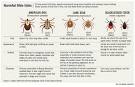 Untracked ticks, LYME DISEASE big risk in Ohio | The Columbus Dispatch