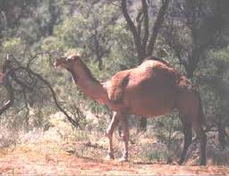 camel browsing