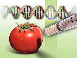 безпечність їжі з ГМО не доведено