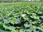 <b>Nelumbo</b> lutea bed in wetland