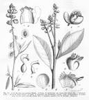 <b>Polygalaceae</b> Monnina mollis