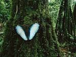Butterfly and Trees Picture, Madidi National Park Wallpaper ...