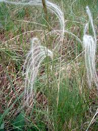 Image result for Stipa dasyphylla