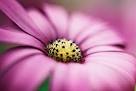 Flower Photography | Photography Mad