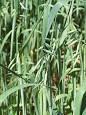 Oat