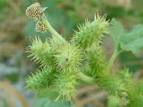 File:<b>Xanthium</b> strumarium 000.