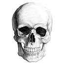 skull pronunciation