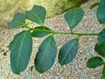 File:<b>Ilex paraguariensis</b> 001.JPG - Wikimedia Commons
