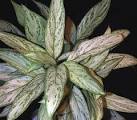 Aglaonema "Silver King" - Chinese Evergreen - Araceae