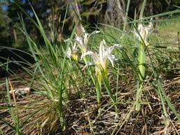 Image result for Iris tenuissima ssp. tenuissima