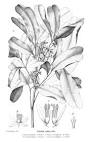 <b>Meliaceae</b> Juss.