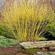 Image result for Yellow Dogwood