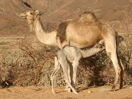camel and calf