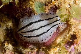 Image result for Phyllidiopsis phiphiensis