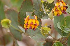Image result for "Daviesia longipes"
