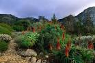 South Africa Image - Aloes, Kirstenbosch National Botanical Garden ...