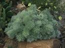 <b>Artemisia</b> schmidtiana 'Silver