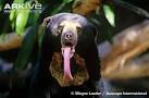 Malayan sun bear photo - Helarctos malayanus - G12209 | ARKive