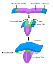 File:<b>Neural Crest</b>.png