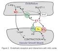 <b>Endothelin</b> (ET-<b>1</b>) is a 21