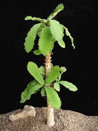 Résultat de recherche d'images pour ""Monadenium spinescens""