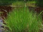 <b>Eleocharis</b> uniglumis (Link)
