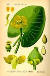 File:Illustration <b>Nuphar</b>