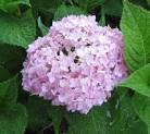 Endless Summer' Hydrangea: Does it live up to the hype? — Cold ...