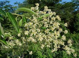Image result for "Bredemeyera cuneata"