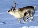 reindeer pronunciation