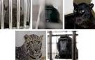 Officials plan to return exotic animals to owner's widow | The ...