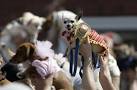 CHIHUAHUA COSTUME PARTY FALLS SHORT OF RECORD - Beaumont Enterprise