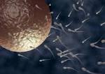 Render Of Spermatozoa Fecundating An Ovule Royalty Free Stock