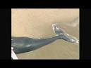 Dead whale washes ashore on Ocean Beach - Worldnews.