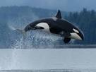orca pronunciation