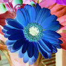 Blaue Blume Romantik