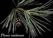 <b>Coniferophyta</b>