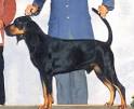BLACK AND TAN Coonhound Information & Breeders