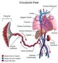 <b>Hipertensión Pulmonar</b> Primaria