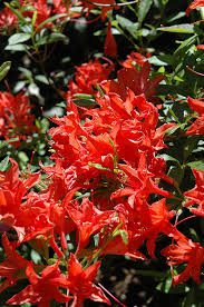 Image result for Rhododendron
  ( Coral Queen Knap Hill Azalea )